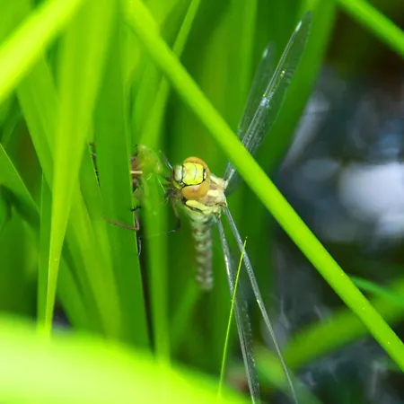 Pensión Haus Kartoner Schladming