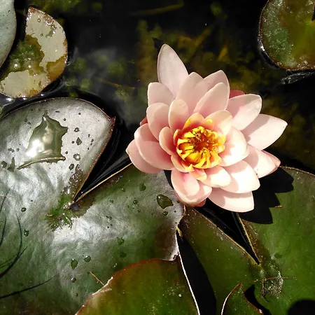 Haus Kartoner Гостьовий будинок