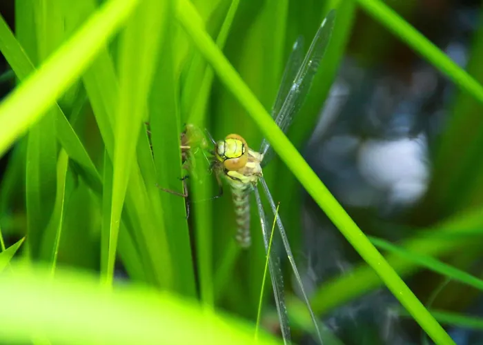 Гостевой дом Haus Kartoner Шладминг